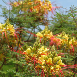 Caesalpinia gilliesii