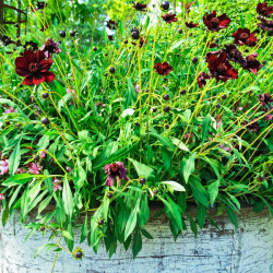 Cosmos atrosanguineus Chocamocha