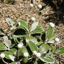 Pachystegia insignis ‘Daizea Hardec’