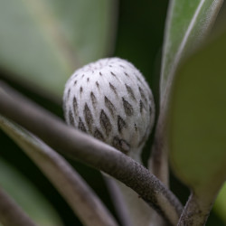Pachystegia insignis ‘Daizea Hardec’