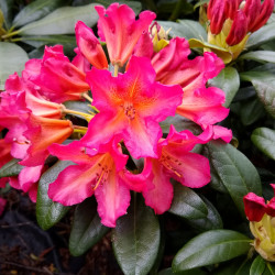 Rhododendron 'Scyphocalyx'