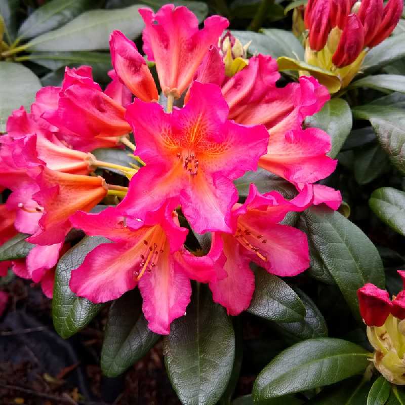 Rhododendron 'Scyphocalyx'