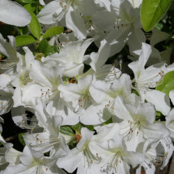 Azalea japonica White Lady