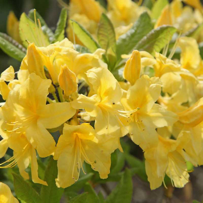 Azalea mollis Anneke