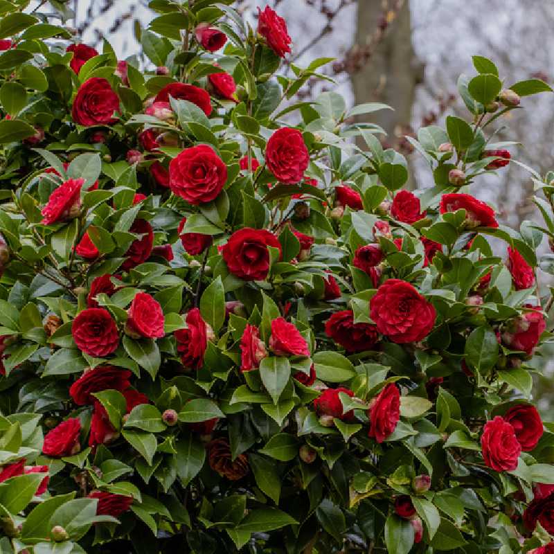 Camellia japonica Black lace