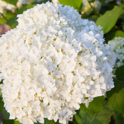 Hydrangea arborescens 'Annabelle' - Hortensia