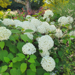 Hydrangea arborescens 'Annabelle' - Hortensia