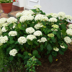 Hydrangea arborescens 'Annabelle' - Hortensia