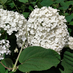 Hydrangea arborescens 'Annabelle' - Hortensia