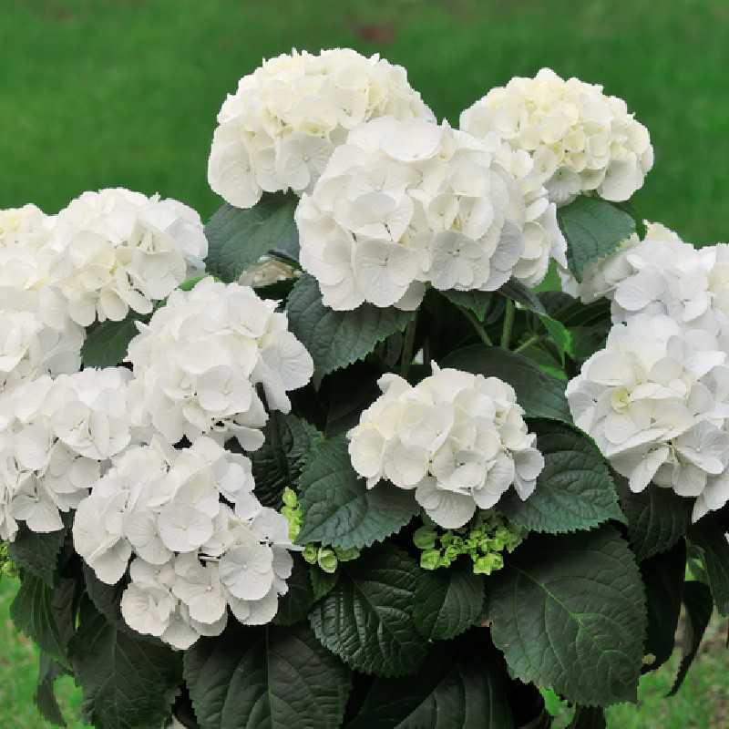 Hydrangea macrophylla Soeur Thérèse
