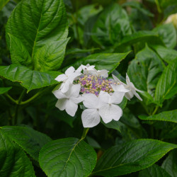 Hydrangea macrophylla White Wave