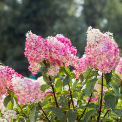 Hydrangea paniculata Framboisine