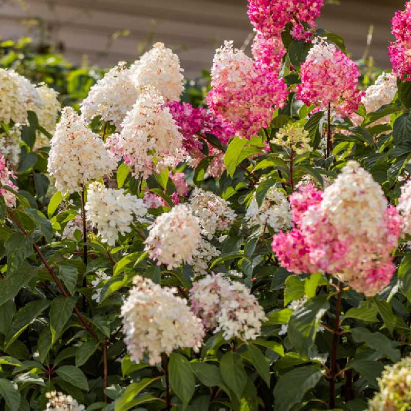 Hydrangea paniculata Framboisine