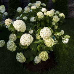 Hydrangea paniculata Little Spooky