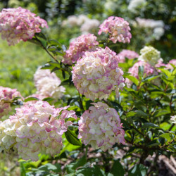 Hydrangea paniculata Fraise Melba