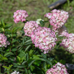 Hydrangea paniculata Fraise Melba