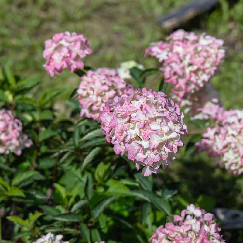 Hydrangea paniculata Fraise Melba