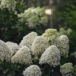 Hydrangea paniculata Skyfall