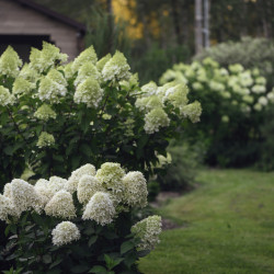Hydrangea paniculata Skyfall