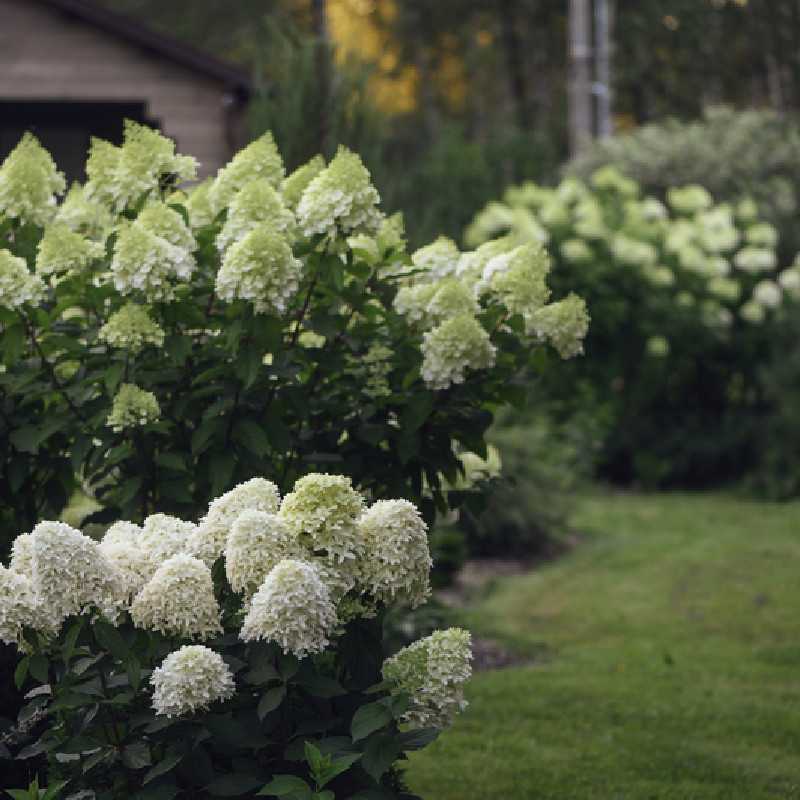 Hydrangea paniculata Skyfall