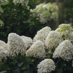 Hydrangea paniculata Skyfall