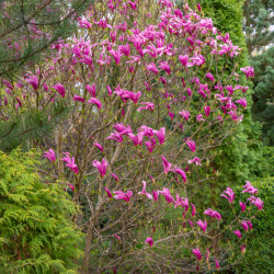 Magnolia 'Susan'