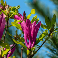 Magnolia 'Susan'