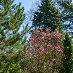 Magnolia 'Susan'