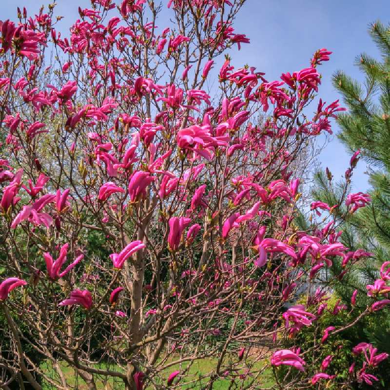 Magnolia 'Susan'