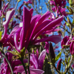 Magnolia 'Susan'