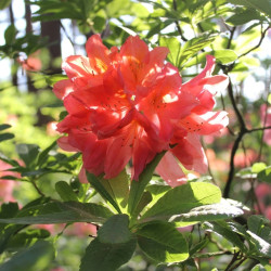 Rhododendron 'Tortoiseshell Orange'