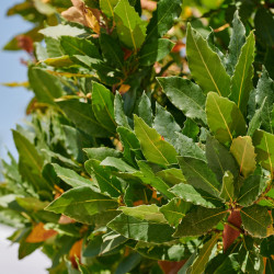 Laurus nobilis