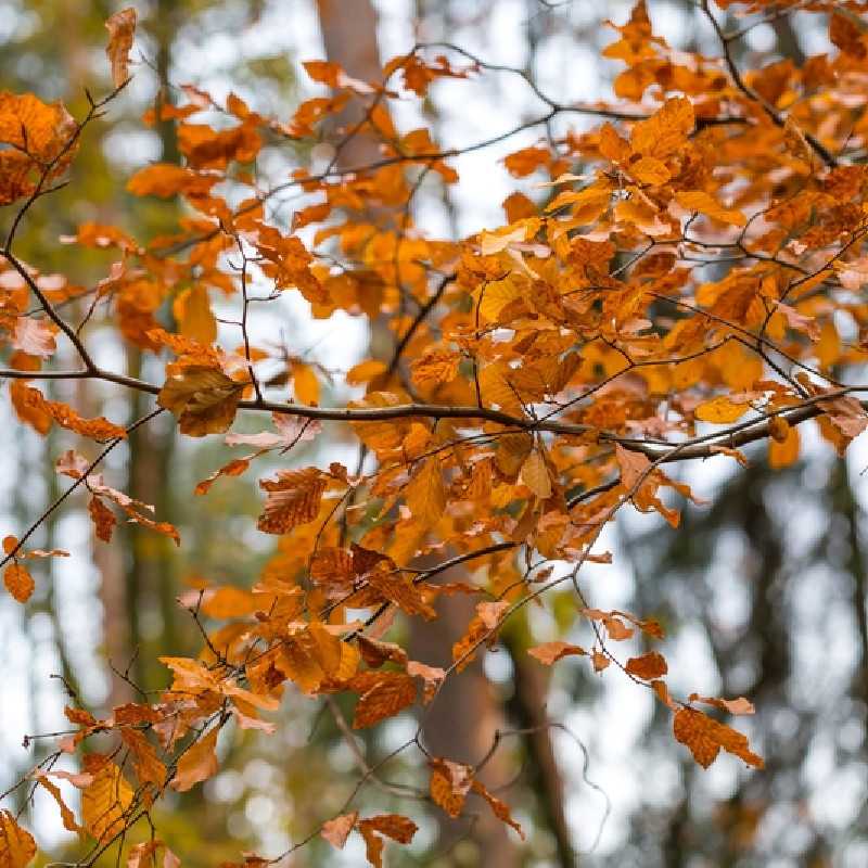 Carpinus betulus Orange Retz