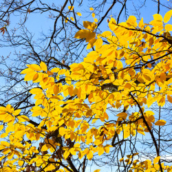 Carpinus betulus Orange Retz