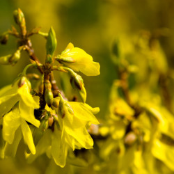 Forsythia ‘Marée d'or‘