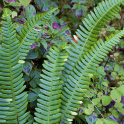 Blechnum spicant