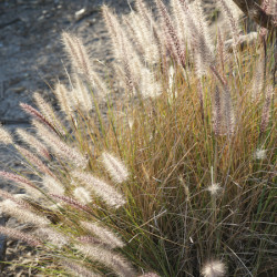 Pennisetum ‘Little Bunny’