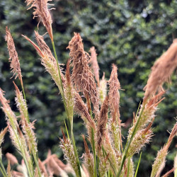 Carex oshimensis Evergreen