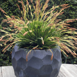 Carex oshimensis Evergreen