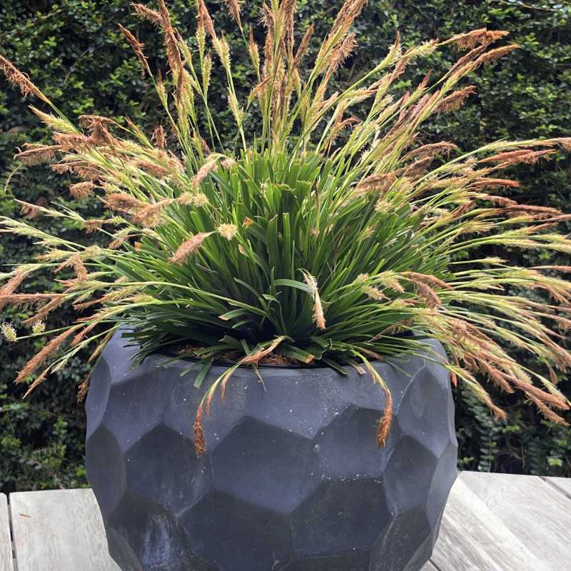 Carex oshimensis Evergreen