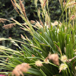 Carex oshimensis Evergreen