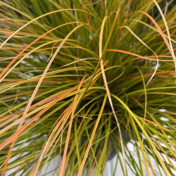 Carex testacea Prairie Fire