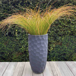 Carex testacea Prairie Fire