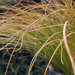 Carex testacea Prairie Fire