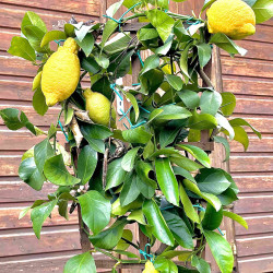 Citrus limon