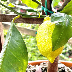 Citrus limon