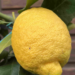 Citrus limon