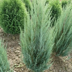Juniperus virginiana ‘Blue Arrow’