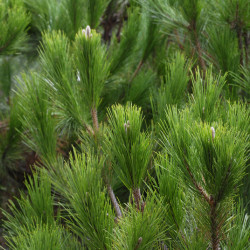 Pinus pinea - Pin parasol