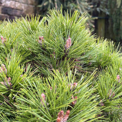Pinus nigra ‘Benelux‘